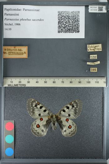 Media type: image;   Entomology 174336